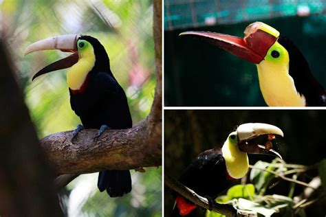 Toucan gets a prosthetic beak : pics