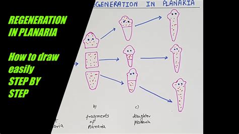 Regeneration Of Planaria