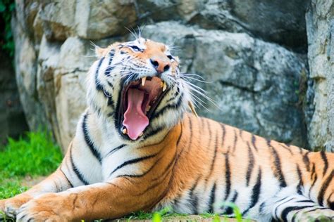 Premium Photo | Close-up of tiger yawning on field