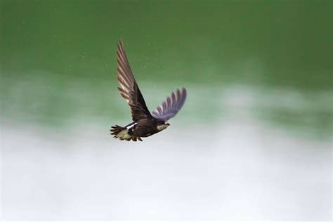 The Fastest Birds in the World