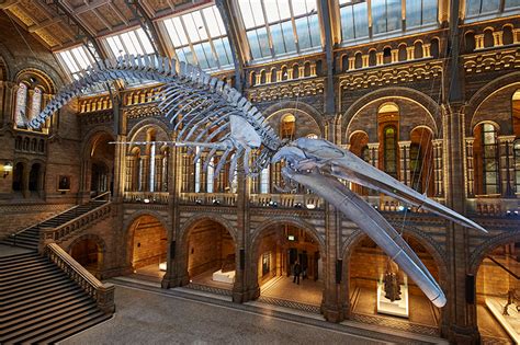 london's natural history museum unveils blue whale skeleton