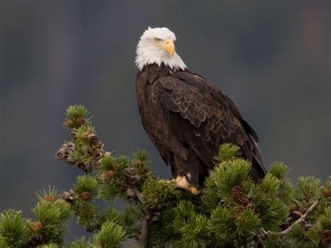 Top 10 destinations for wildlife spotting in America | USA travel ...