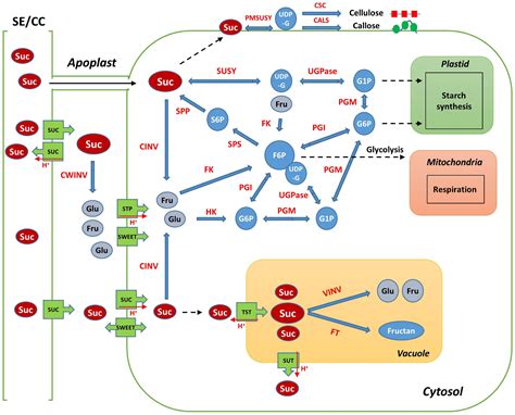 Frontiers | Analysis of Phenotypic Characteristics and Sucrose Metabolism in the Roots of ...