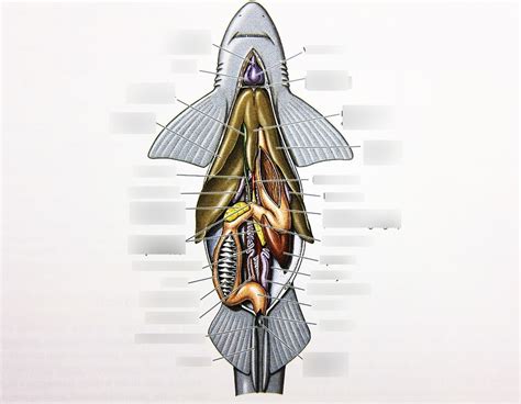 Internal shark anatomy Diagram | Quizlet