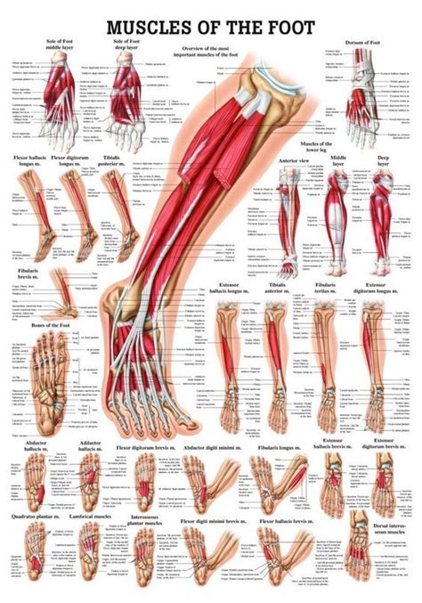 Muscles of the Foot Laminated Anatomy Chart | Massage therapy, Foot ...