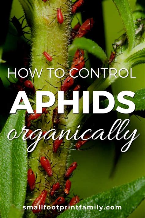 How To Control Aphids Organically | Small Footprint Family™