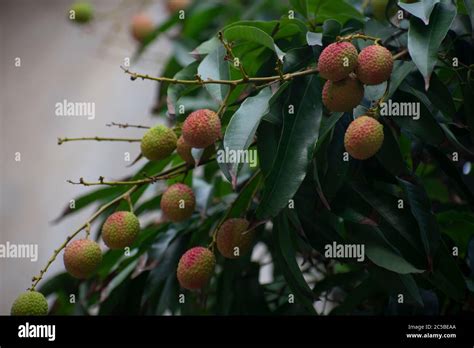 Family sapindaceae hi-res stock photography and images - Alamy