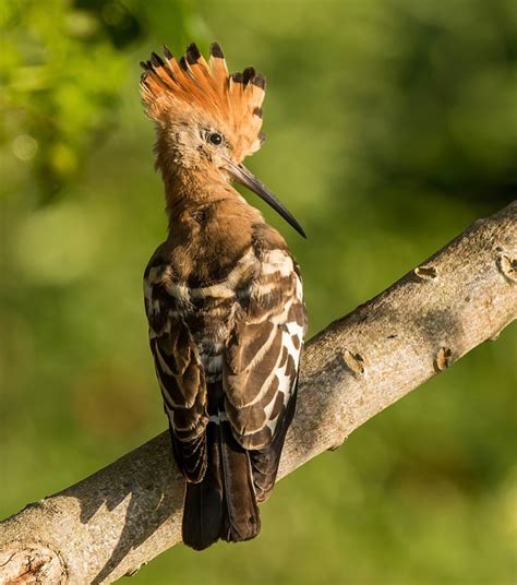 African Hoopoe in South Africa - intoBirds