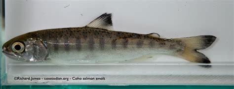 Coho Salmon | The Coastodian