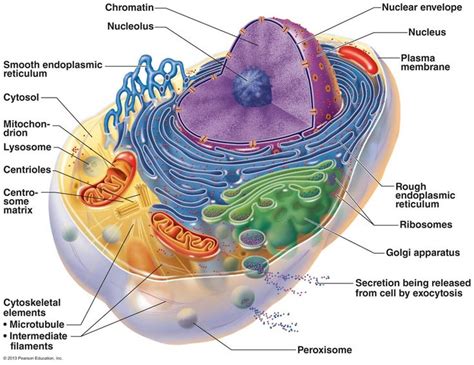 cell labeled | Animal cell, Mitochondrial, Cell structure