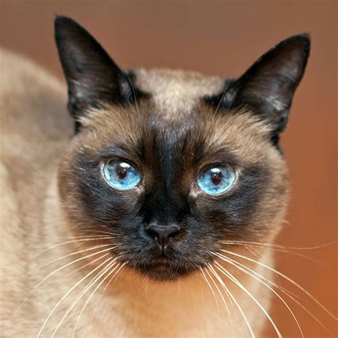 Gato Siames - Saiba mais sobre gato Siames - filhote e adulto - Siames Cinza | Petlove