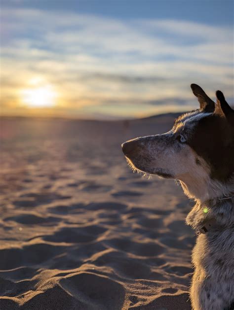 A winter sunset/star gazing trip to Great Sand Dunes with ACD mix Olive : r/AustralianCattleDog