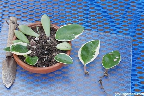 How to Propagate Hoyas (4 Ways!)