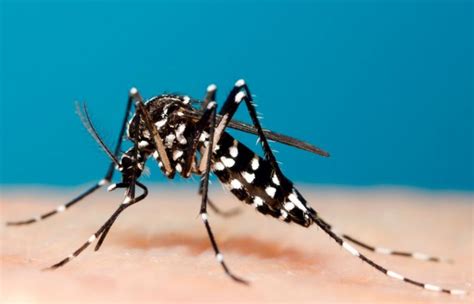 New Invasive Mosquito Species Found in Pasadena - Office of the City Manager