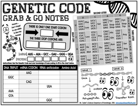 Codon Wheel Worksheet