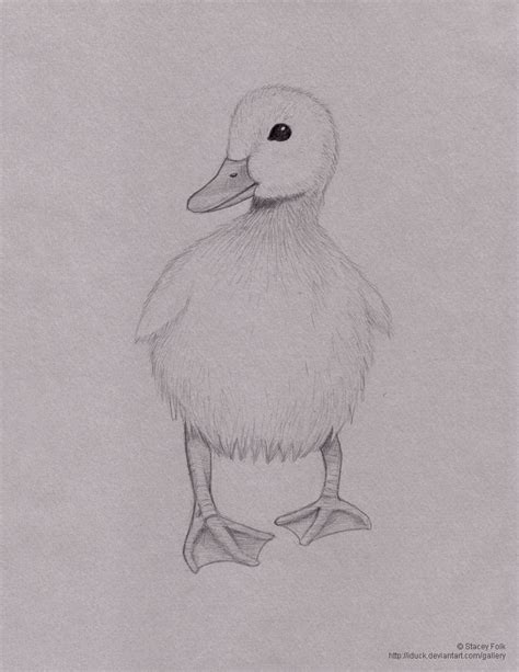 Duck in Pencil by iduck on DeviantArt