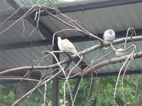 Barbary dove and Crested pigeons - ZooChat