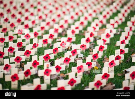 Poppies remembrance Sunday Stock Photo - Alamy