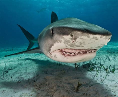 Top 10 deadliest sea creatures - Daily Star