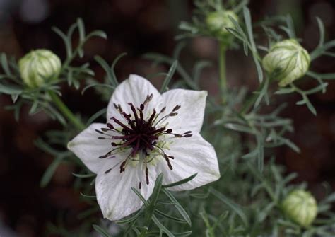 Nigella sativa - Alchetron, The Free Social Encyclopedia