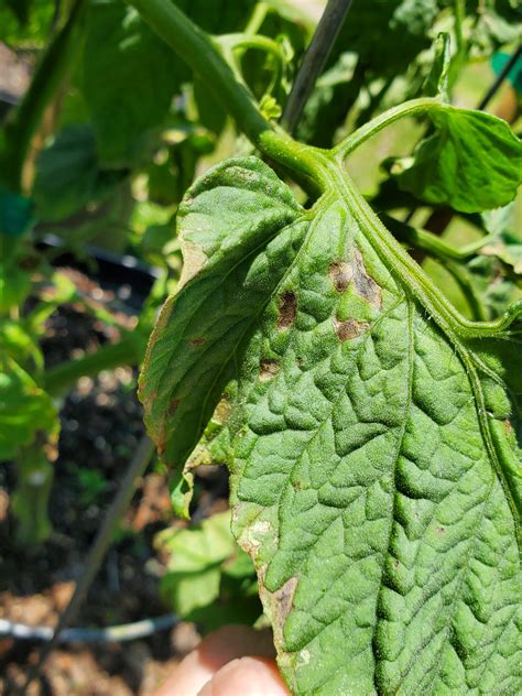 Tomato Leaves Spotty and Yellowing? Could Be Bacterial Leaf Spot. | Gardening in the Panhandle