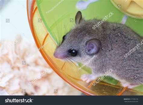 African Pygmy Dormouse Stand On Running Stock Photo 317636135 | Shutterstock