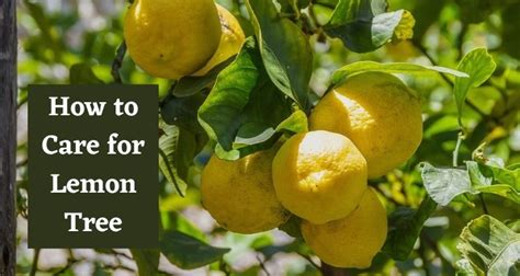 How to Fertilize, Grow and Care for Lemon Tree & Benefits of Lemon Tree