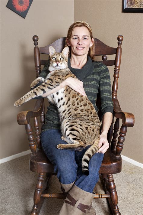 Tallest domestic cat (ever): Savannah Islands Trouble, also know as "Trouble" was the world's ...