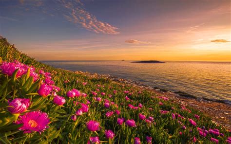 Flowers Sunset Wallpapers - 4k, HD Flowers Sunset Backgrounds on ...