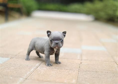 Blue French Bulldog Breeders Australia