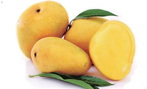 Mangoes are good for health, but don’t eat too many – KANNADIGA WORLD