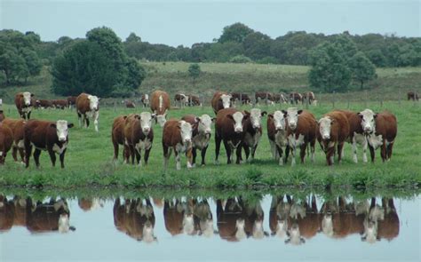 Pressure creating diamonds in Hereford breeding | Farm Online | ACT