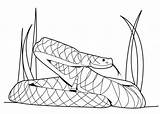 The Best Rattlesnake Coloring Pages For All Ages  sketch template