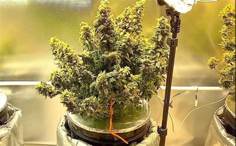 Blog - How to grow autoflowering seeds using hydroponics