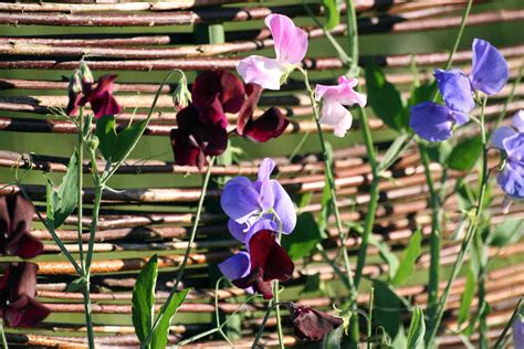 10 Climbing Vines for a Boho-Chic Container Garden