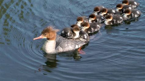 Merganser Ducklings