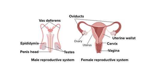 Explain the process of human reproduction.