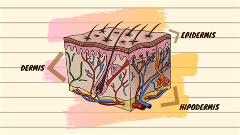 ¿Qué es el sistema tegumentario humano? Estructuras y funciones - Ondas y Partículas