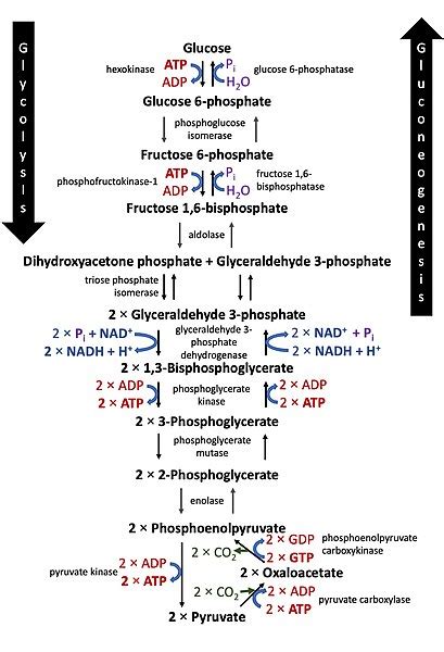 What are the Products of Glycolysis? | Free Expert Q&A | bartleby