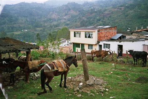 Origins & species: Colombian coffee & beyond | Jamie Oliver