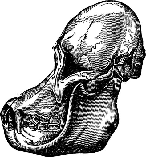 Skull Anatomy Vector Hd Images, Orangutan Skull Anatomy Ancient Animal, Engraving, Biological ...