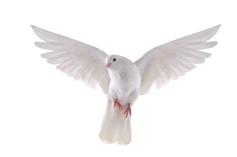 The Spiritual Meaning & Symbolism Of Doves: Full Guide