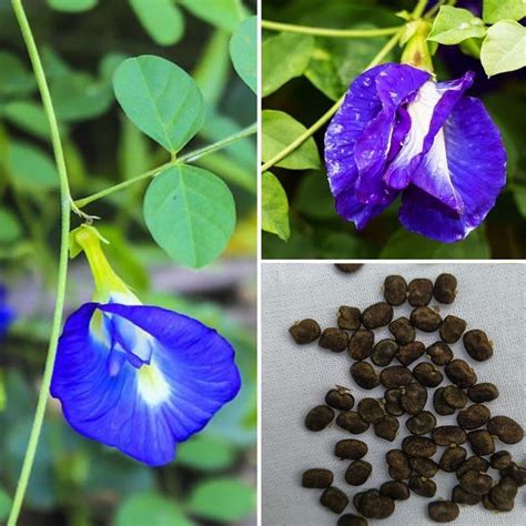 20 Butterfly Pea Organic Seeds Makes a Color Changing Herbal - Etsy