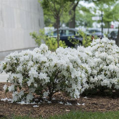 Buy Delaware Valley White Azalea Online | Flowering Shrub | Bay Gardens