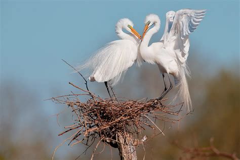 Great Egret | Audubon Field Guide