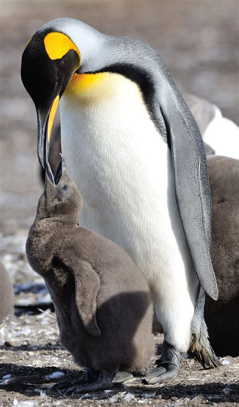 A King Penguin Feeds its chick | Smithsonian Photo Contest ...