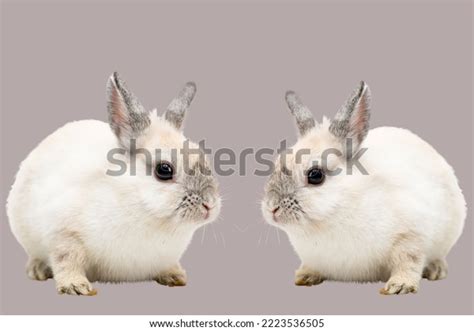 Two White Rabbits Profiles Animal Background Stock Photo 2223536505 ...