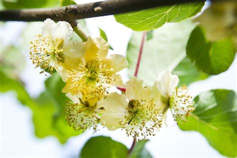 What it takes to be a Kiwifruit | Rediscover