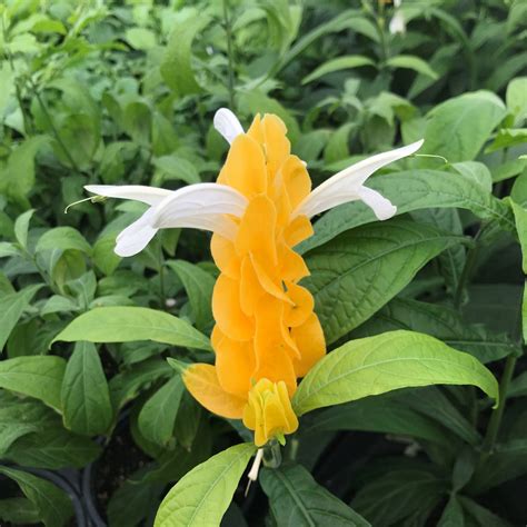 Pachystachys lutea - Golden Shrimp Plant (4.5" Pot) | Little Prince To Go