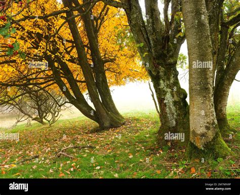 Europe, Germany, Bavaria, UNESCO Biosphere Reserve Rhön, Bavarian Rhön ...